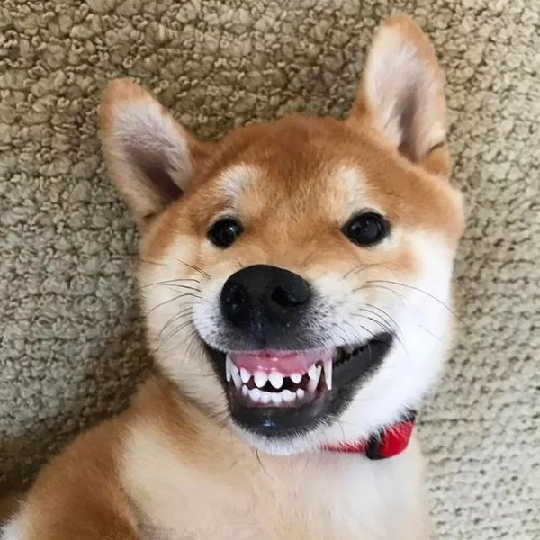 Собака улыбака Акита ину