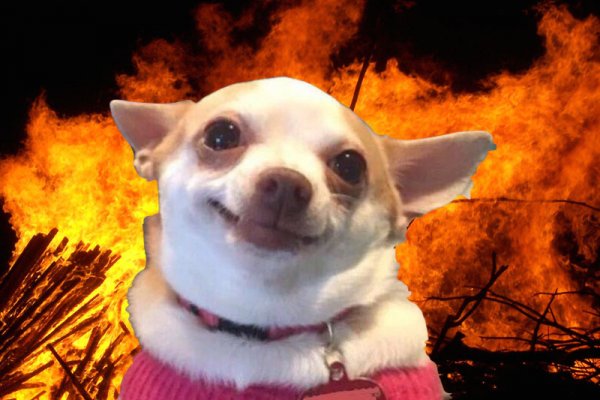 Чихуахуа улыбается