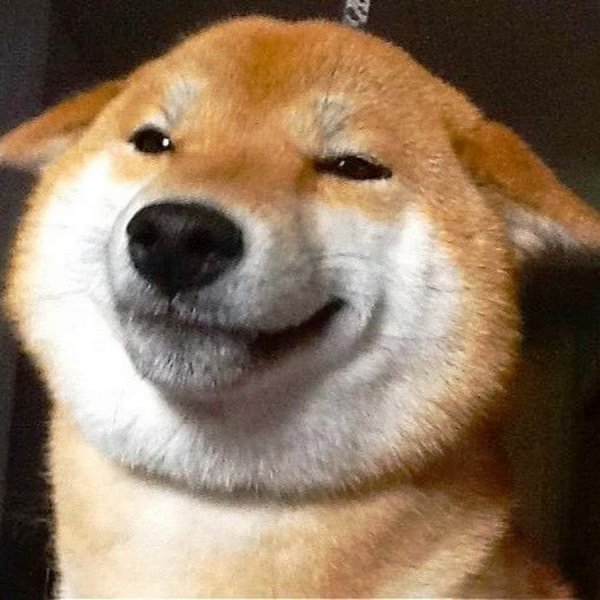 Упорото улыбающаяся собака