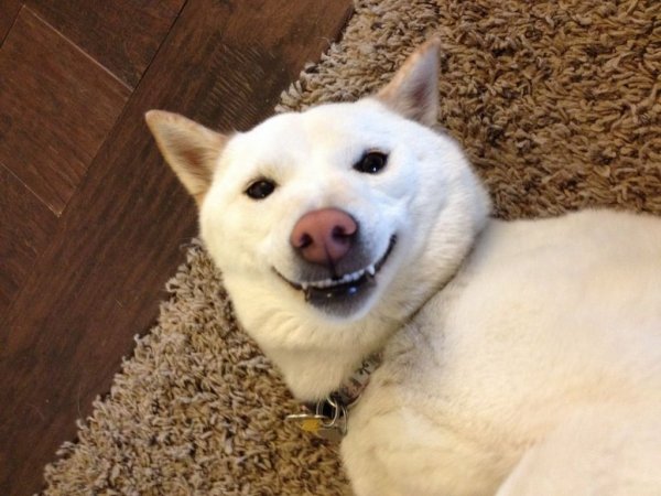 Глупая собака