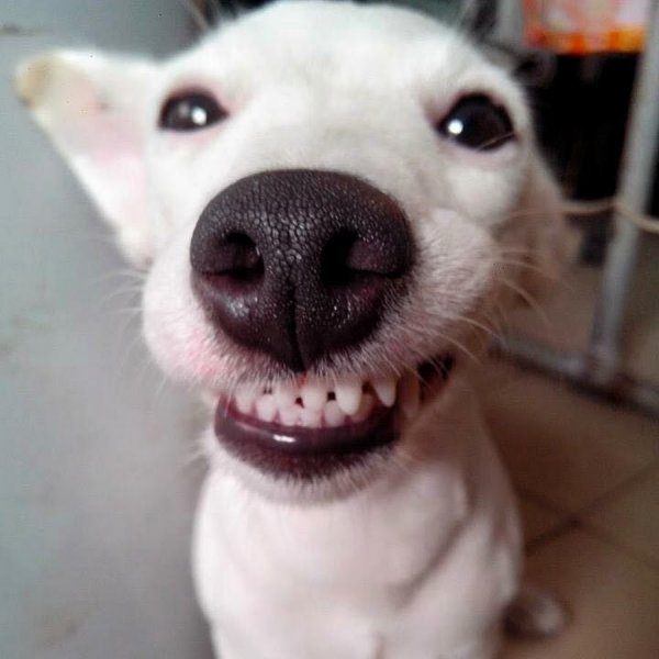 Собака улыбака из мема