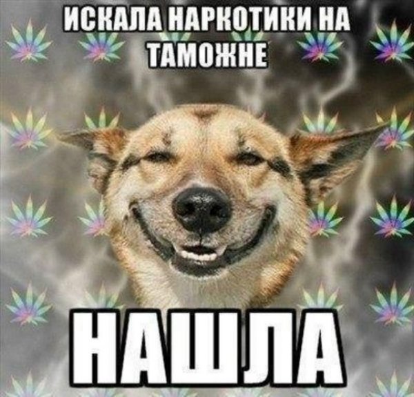 Добрая собака улыбака