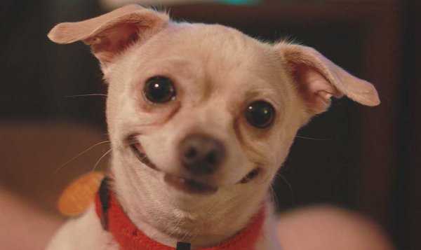 Чихуа улыбается
