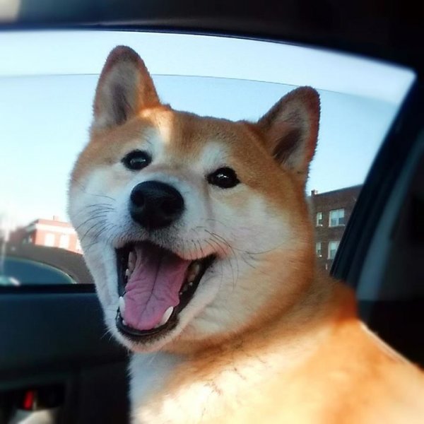 Собака улыбается