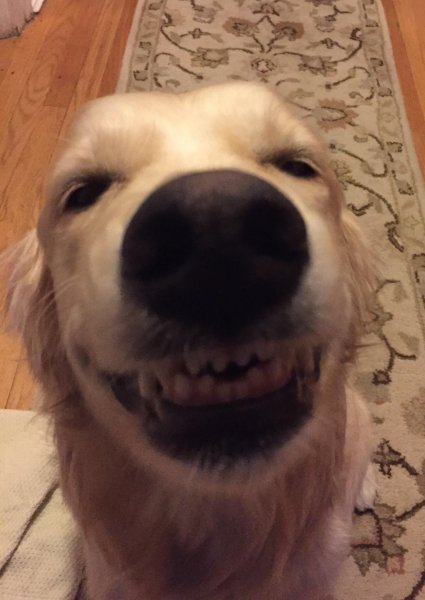 Собака смеется Мем