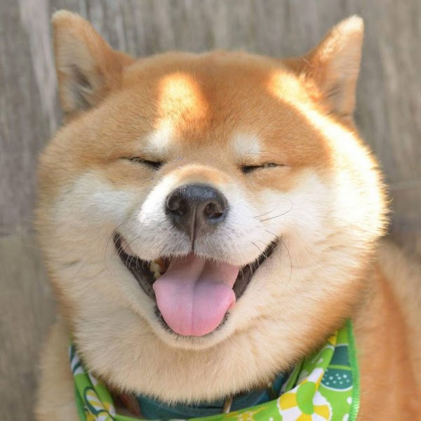 Собака-улыбака порода сиба-ину