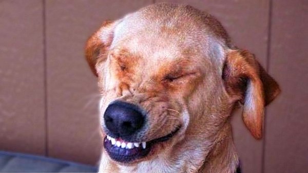 Собака смеется Мем