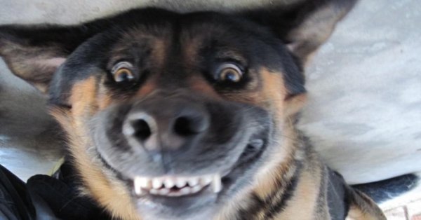 Улыбка животных