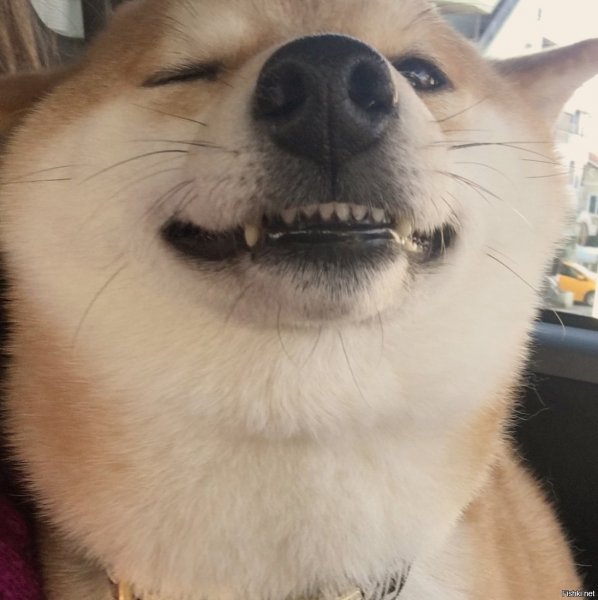 Ржака улыбака