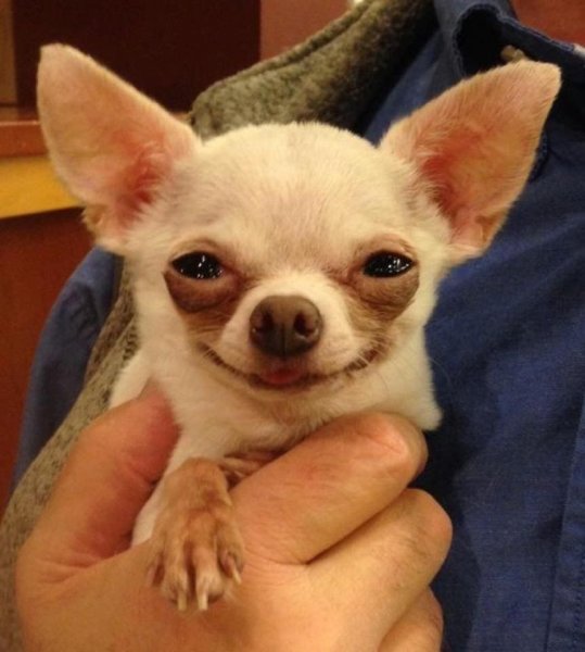 Чихуахуа мини злая