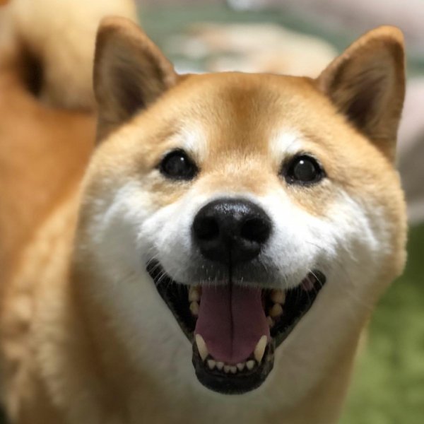 Улыбающаяся собака порода