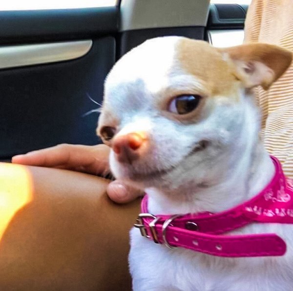 Мемы с чихуа Хуа