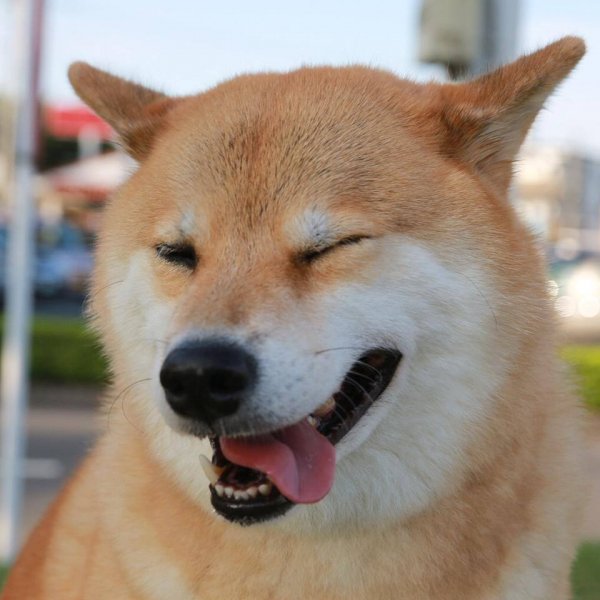 Акита Шиба ину смешные