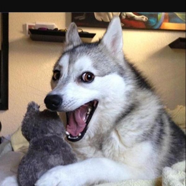 Собака ржет Мем