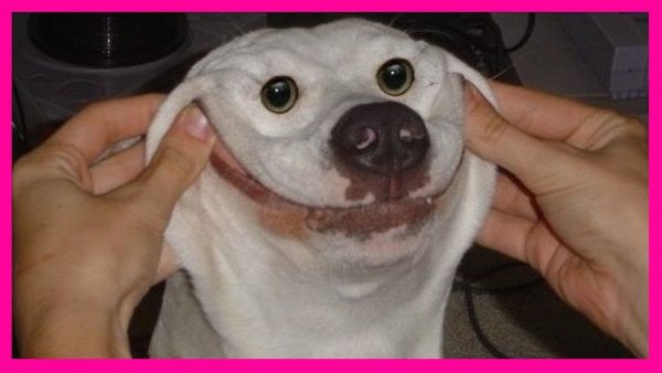 Смешные собаки до слез