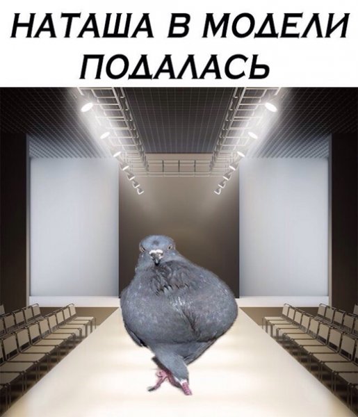 Мемы про голубь наташу (49 фото)