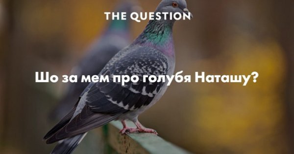 Наташа голубь засрыха