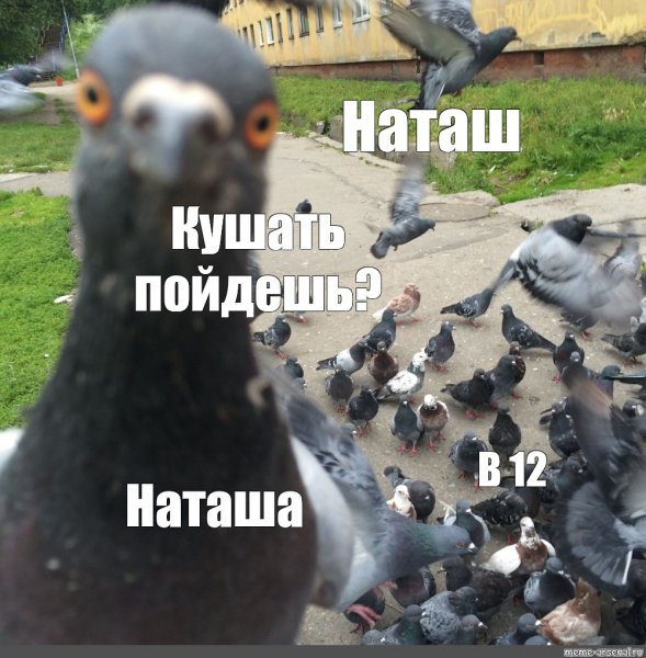 Смешные мемы про голубей
