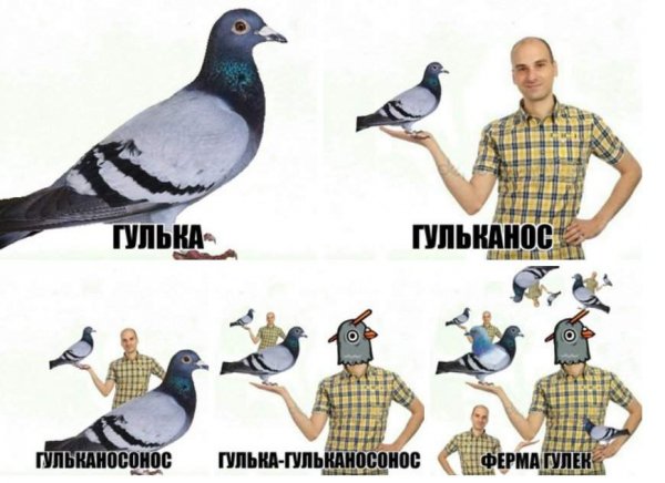 Голубь Наташа