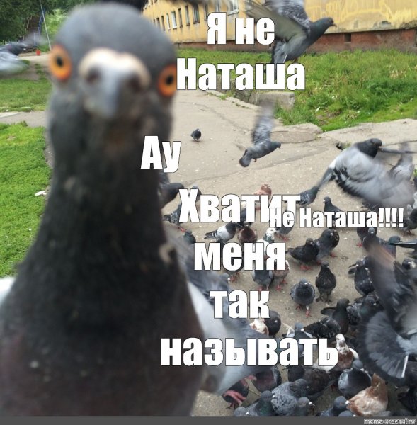 Мемы про Наташу голубя
