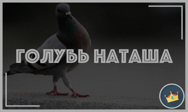 Голубь Наташа