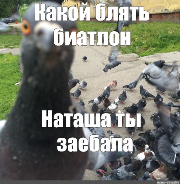 Мемы про Наташу голубя