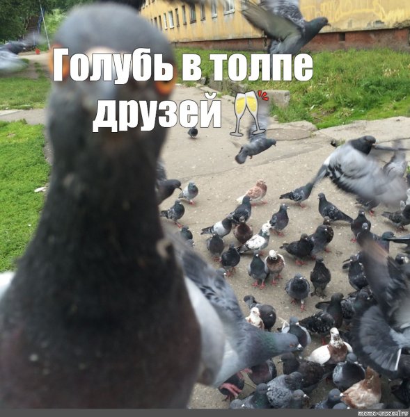 Мемы про Наташу голубя