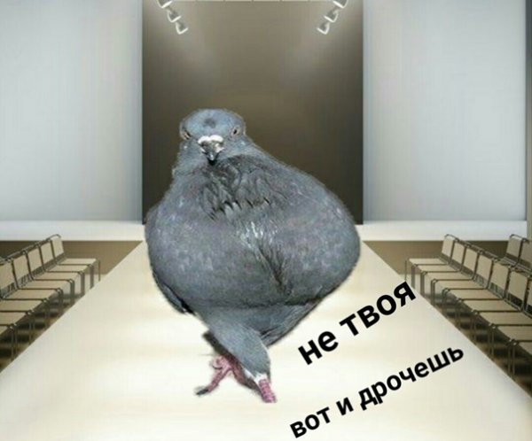 Голубь смешные картинки