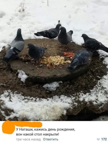 Ну штош голубь