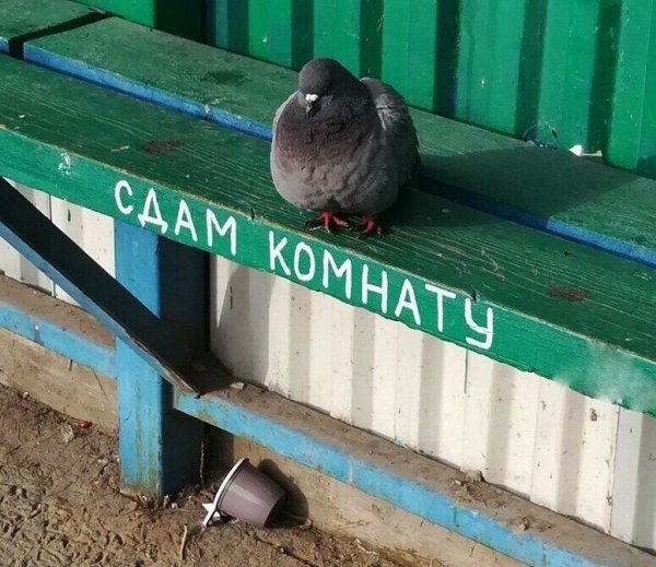 Мемы про Наташу голубя