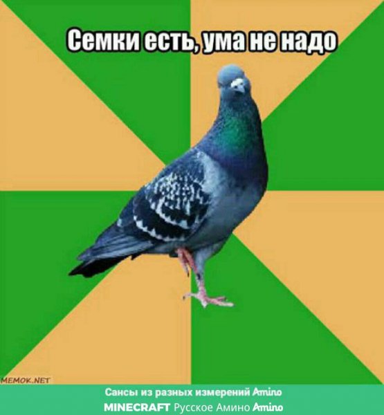 Голубь не твоя