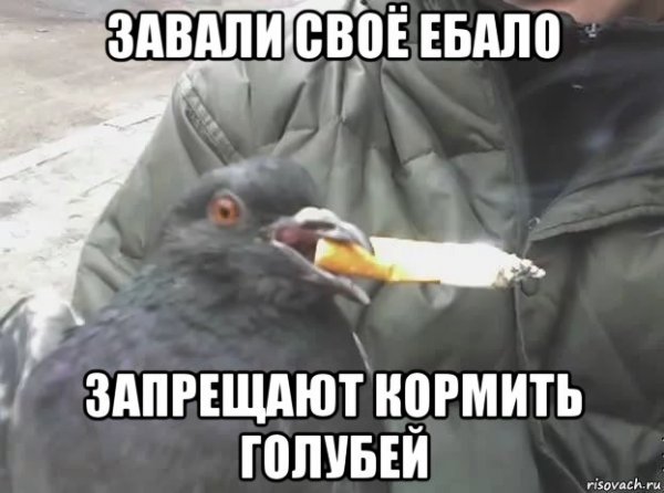 Голубь Гоша