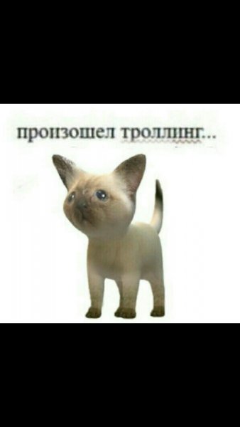 Произошел ТРОЛЛИНГ кот