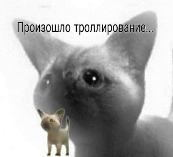 Что происходит приколы
