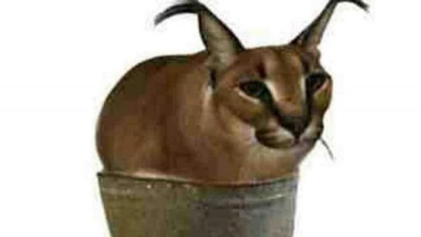 Шлепа в тазике кот