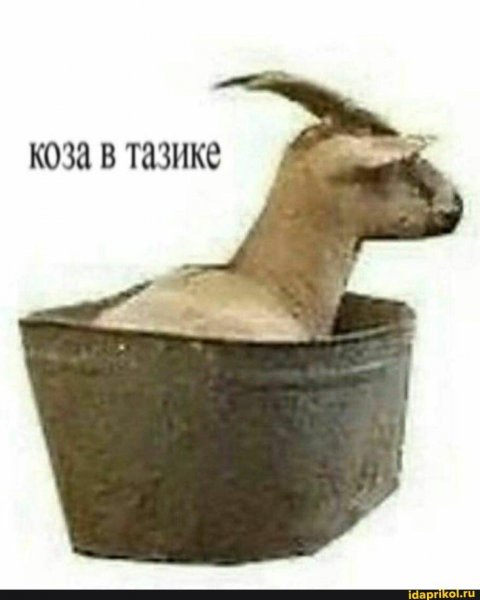 Коза в тазике