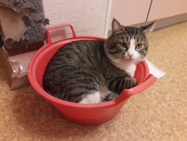 Мемы с котами в тазике