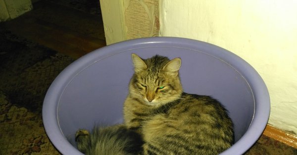 Шлёпа floppa