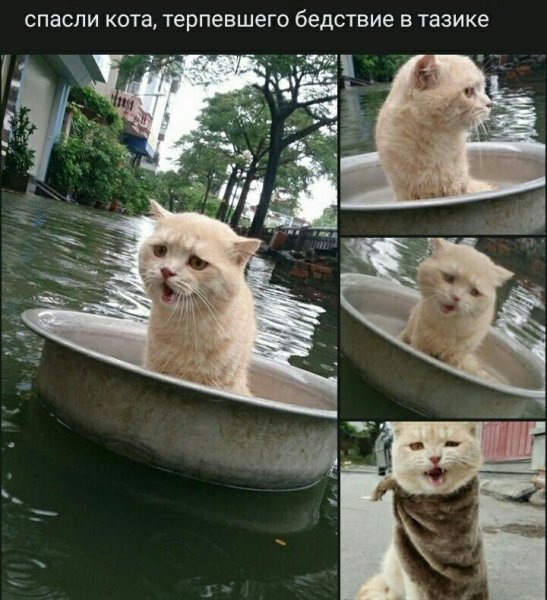 Шляпа большой русский кот