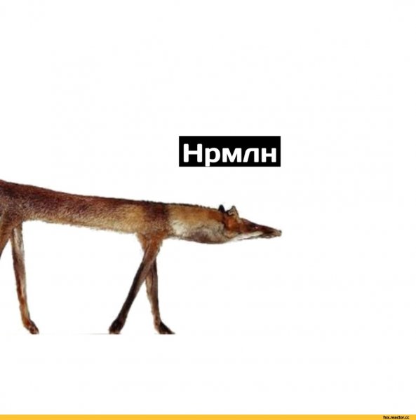 Всмысле Мем кот