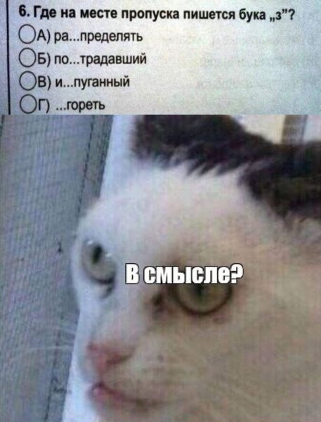 А что в смысле Мем кот