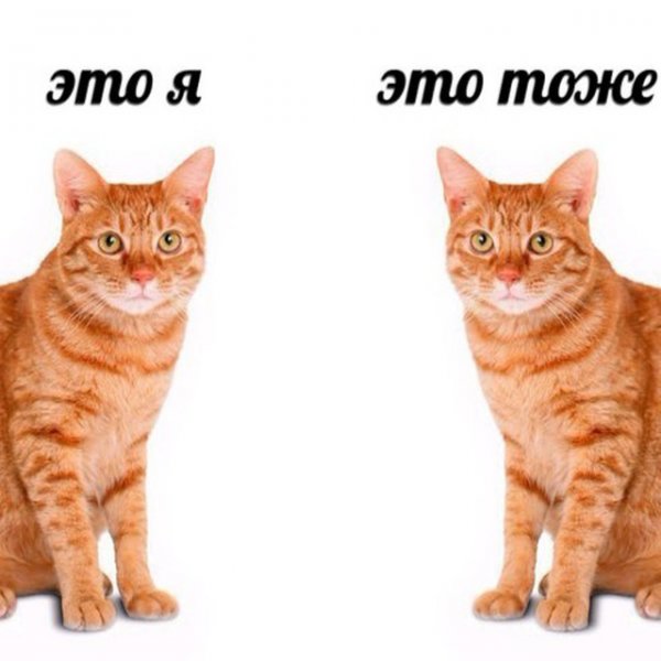 Это я это тоже я Мем кот