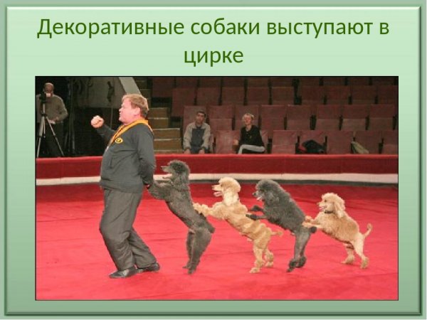 Блядский цирк клоуны дегенераты