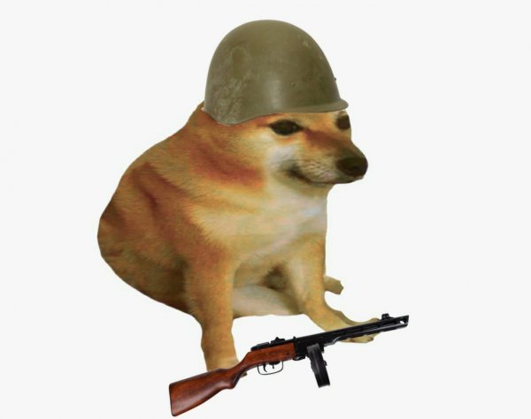 Сиба ину качок