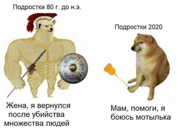 Мемы с собакой качком