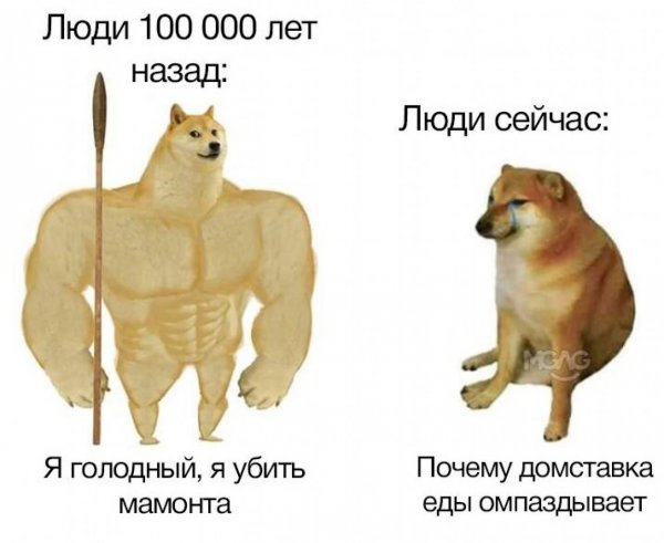 Мем собаки раньше собаки сейчас