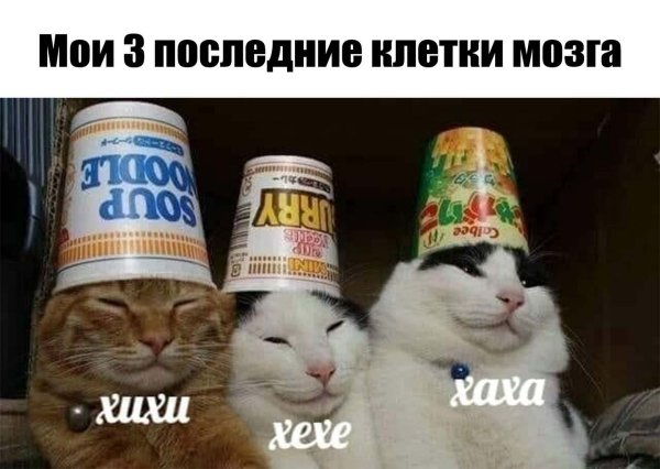 Коты хихи хаха хехе