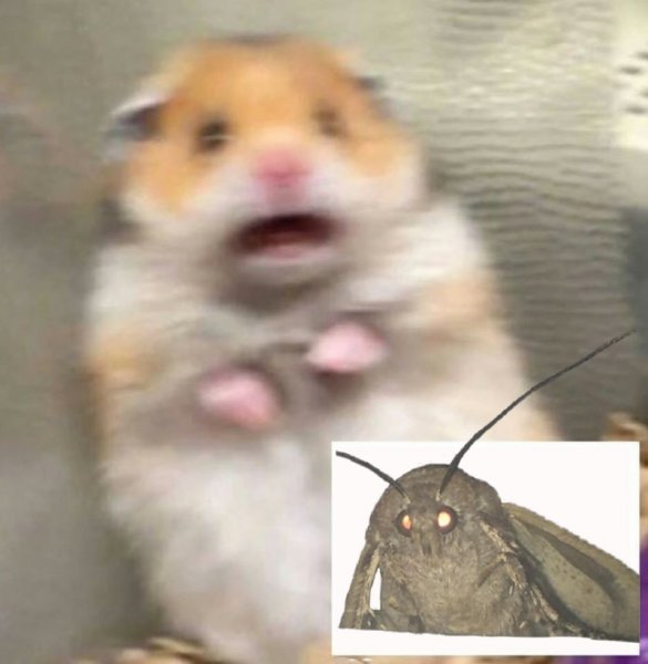 Хомяк испугался