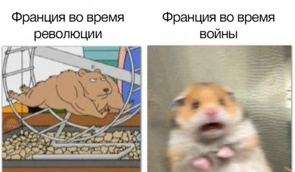 Напуганный хомяк Мем