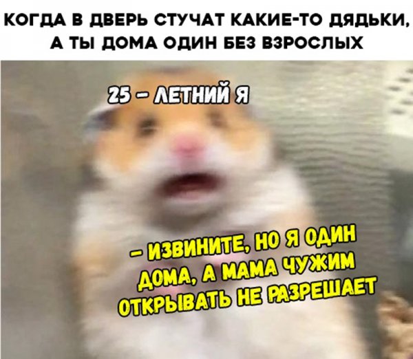 Хомяк испугался